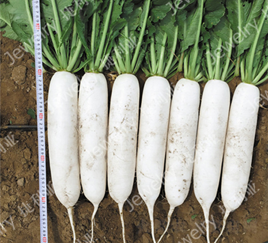 ����1410-�}���N��-������