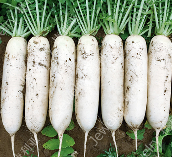 CR���紺4̖-�}���N��-������