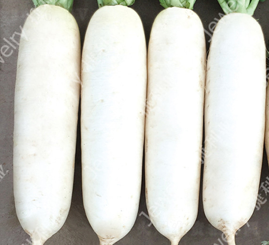 CR���紺2̖-�}���N��-������