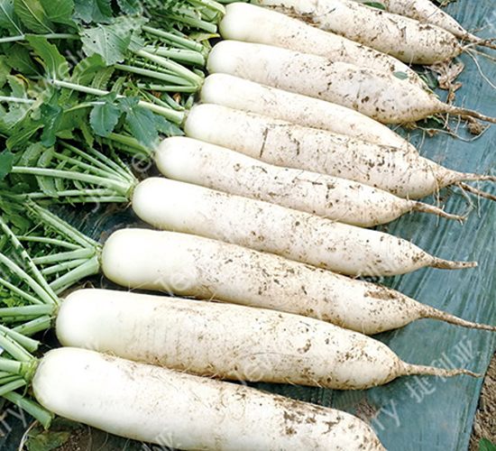 ���紺35-�}���N��-������