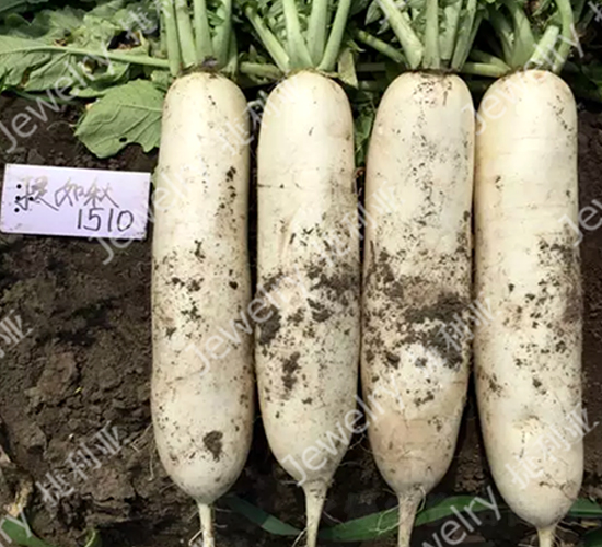 ������1510-�}���N��-������