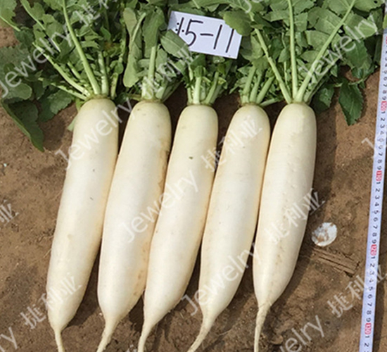 ������1511-�}���N��-������