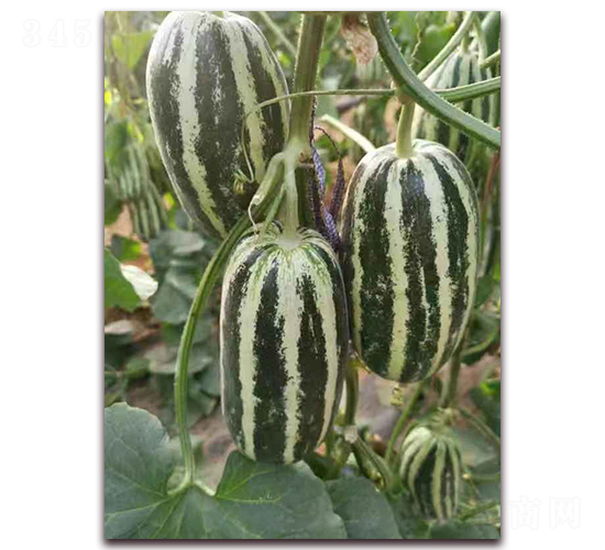 ʥ�r(n��ng)102���-��ϷN��-ʥ�r(n��ng)�߿�