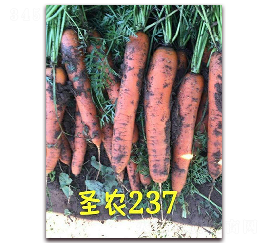 ʥ�r(n��ng)���}��237-���}���N��-ʥ�r(n��ng)�߿�