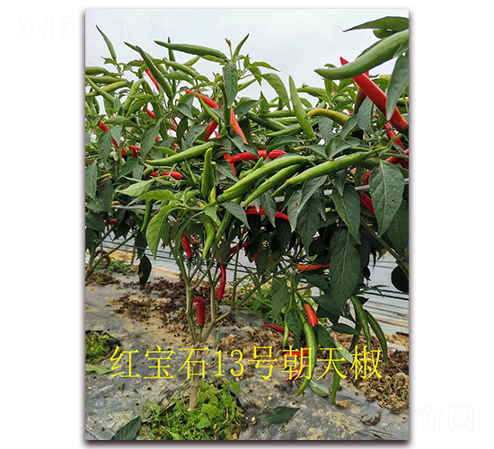 ʥ�r(n��ng)�t��ʯ13̖���콷-���콷�N��-ʥ�r(n��ng)�߿�