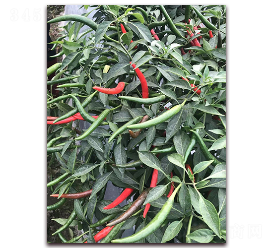 ʥ�r(n��ng)�t��ʯ10̖���콷-���콷�N��-ʥ�r(n��ng)�߿�