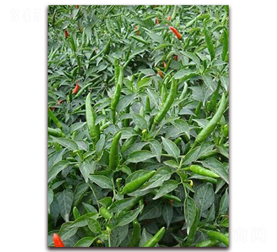 ʥ�r(n��ng)�t��ʯ07���콷-���콷�N��-ʥ�r(n��ng)�߿�