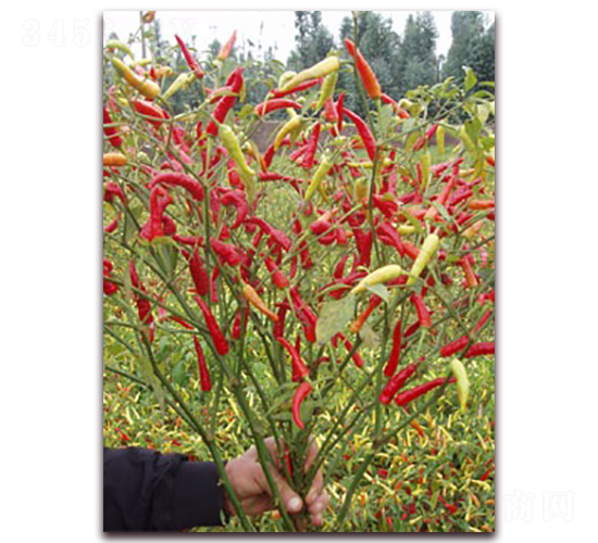 ʥ�r(n��ng)�t��ʯ05���콷-���콷�N��-ʥ�r(n��ng)�߿�