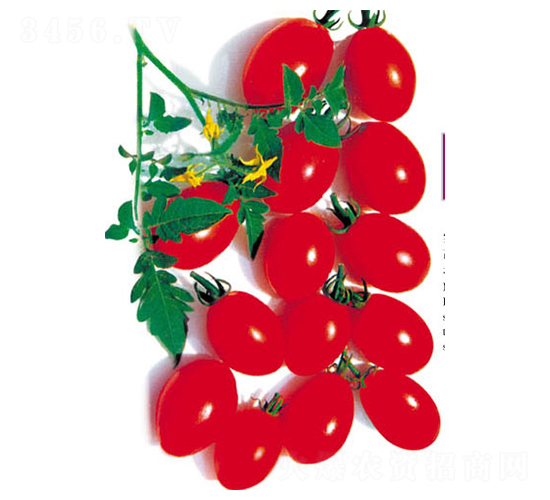 ������-���ѷN��-ʒ�·N�I(y��)