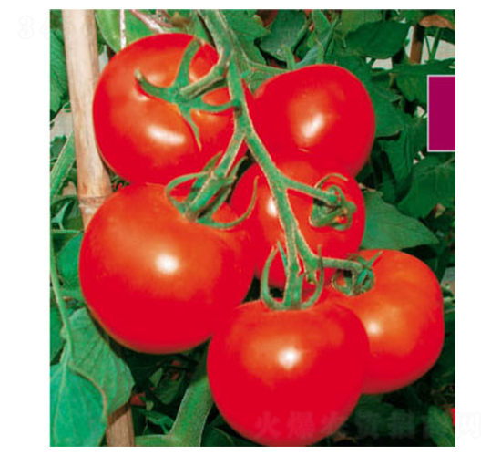 �t��-���ѷN��-ʒ�·N�I(y��)