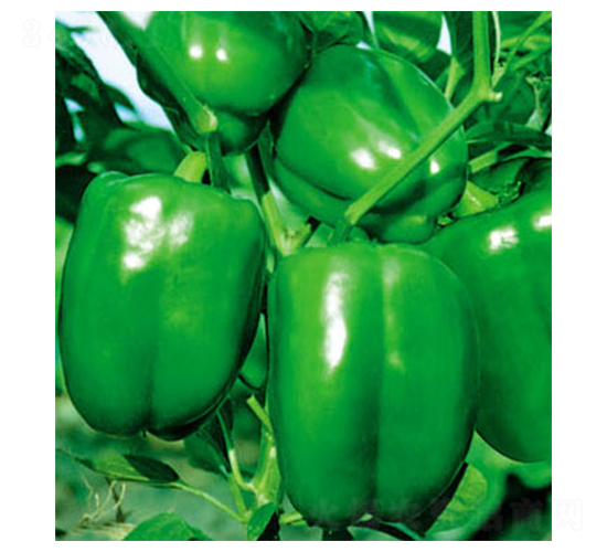 ���S-�𽷷N��-ʒ�·N�I(y��)