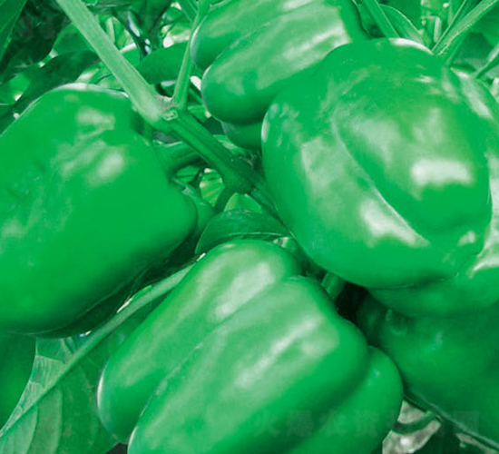 ���F-�𽷷N��-ʒ�·N�I(y��)