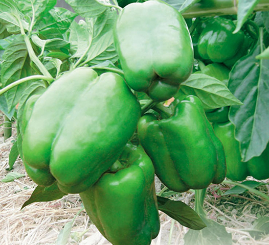 �y��-�𽷷N��-ʒ�·N�I(y��)