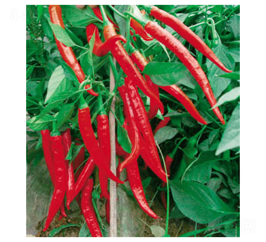 �ɴ�-�����N��-ʒ�·N�I(y��)