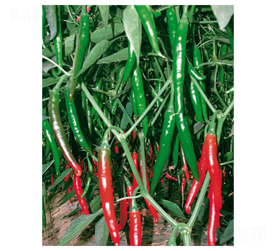 ī�G����-�����N��-ʒ�·N�I(y��)