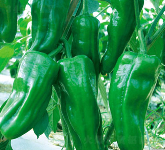 ʒ����̖-�����N��-ʒ�·N�I(y��)