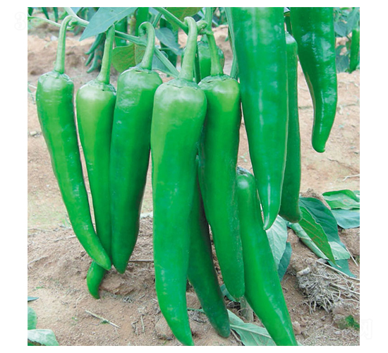 ɳĮ�G��-�����N��-ʒ�·N�I(y��)