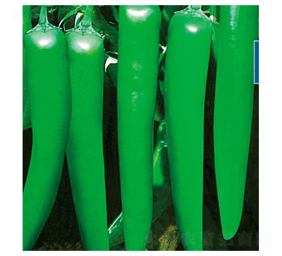 �G�M�@-�����N��-ʒ�·N�I(y��)