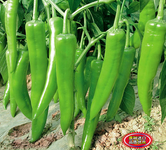 һ���콷-�����N��-ʒ�·N�I(y��)