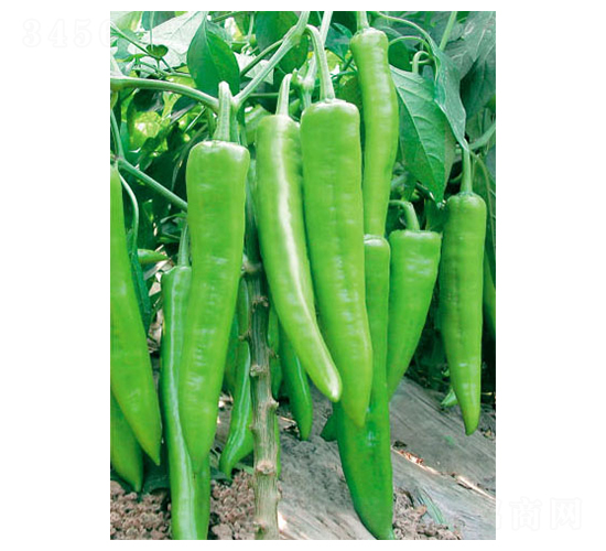 ʒ��818-�����N��-ʒ�·N�I(y��)