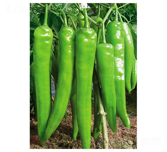 �W�\(y��n)��2008-�����N��-ʒ�·N�I(y��)