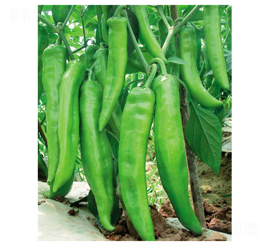 �\��-�����N��-ʒ�·N�I(y��)