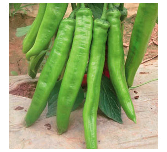 ʥ��-�����N��-ʒ�·N�I(y��)