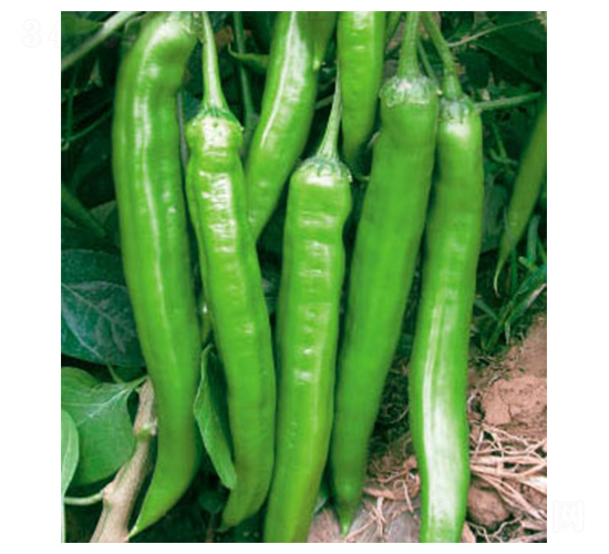 ʒ����̖(h��o)-�����N��-ʒ�·N�I(y��)