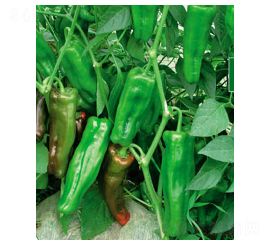 �������S-�����N��-ʒ�·N�I(y��)