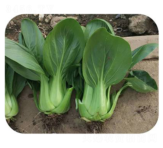 �A�G-�๣�˷N��-����N��