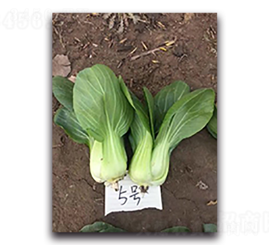 ��Խ5̖(h��o)-�๣�˷N��-����N��