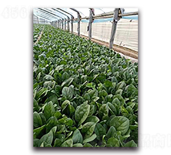 ϲ�혷-���˷N��-����N��