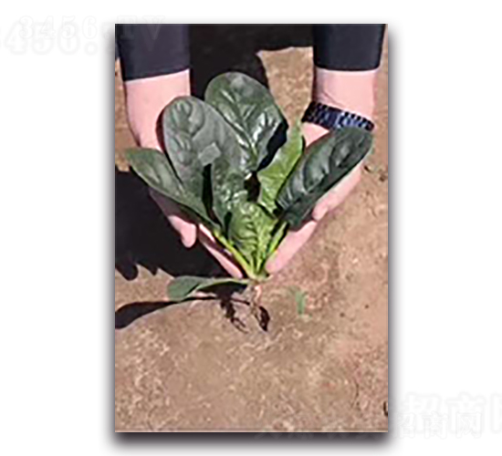 �ڸ�-���˷N��-����N��