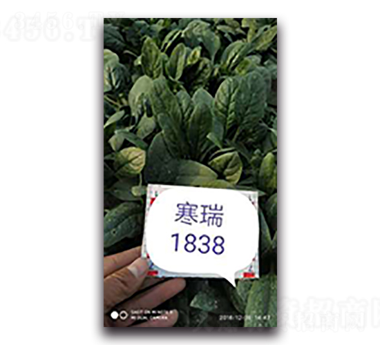 ����1838-���˷N��-����N��