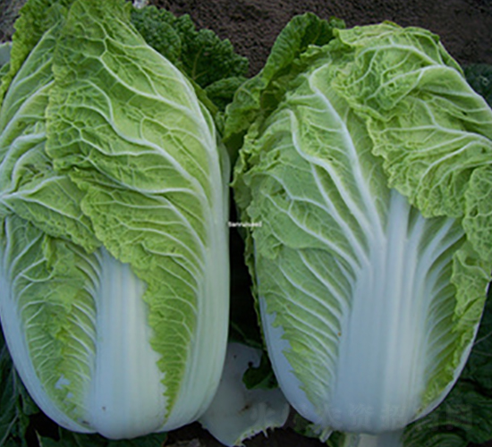 ��(j��ng)��-�ײ˷N��-����N��