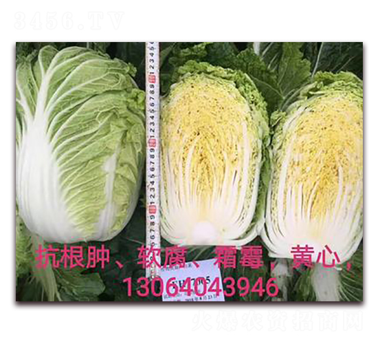 �����-�ײ˷N��-����N��