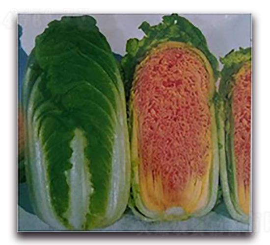 ��������-�ײ˷N��-����N��