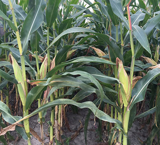 ���r(n��ng)����18-���׷N��-���r(n��ng)���S