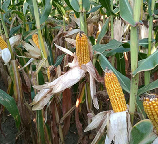 HA054-���׷N��-���r(n��ng)���S