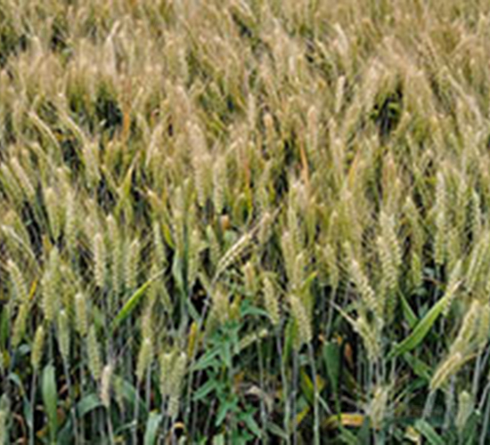 �r(n��ng)��156-С���N��-���r(n��ng)���S