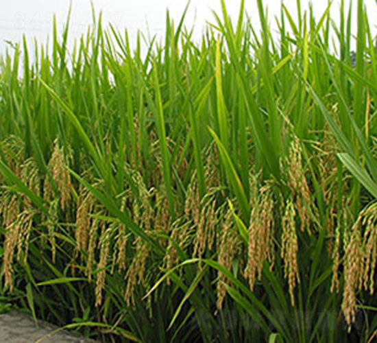 �189̖-ˮ���N��-���r(n��ng)���S