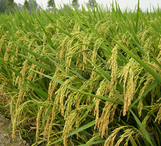 �Ͻ�8̖���s���i����-ˮ���N��-���r���S