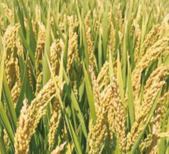 �Ͼ�����-ˮ���N��-���r(n��ng)���S