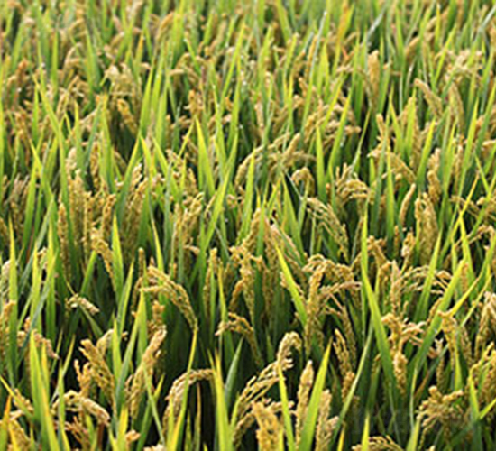 �S��1606-ˮ���N��-���r(n��ng)���S