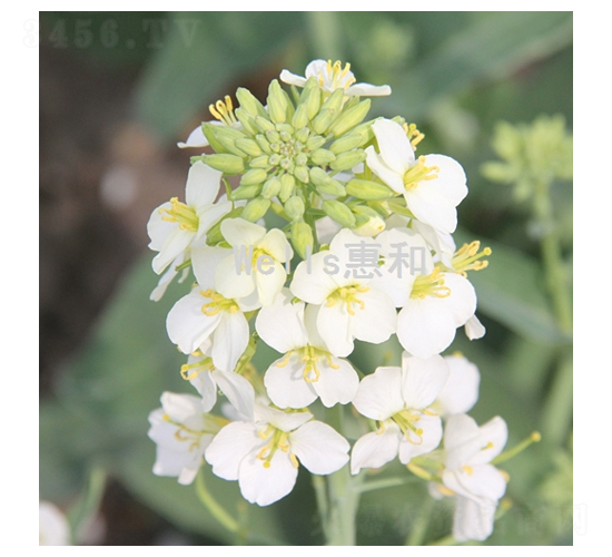 ����һ̖-�Ͳ˷N��-�ݺͷN�I(y��)