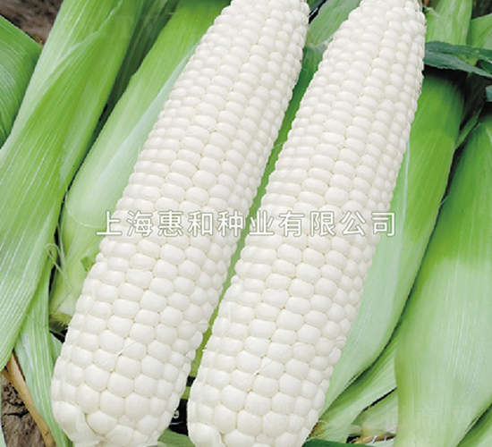 ������-���׷N��-�ݺͷN�I(y��)