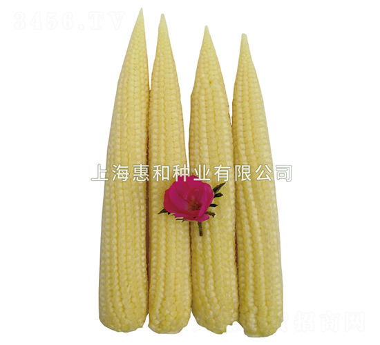 ��S55-�S���׷N��-�ݺͷN�I(y��)