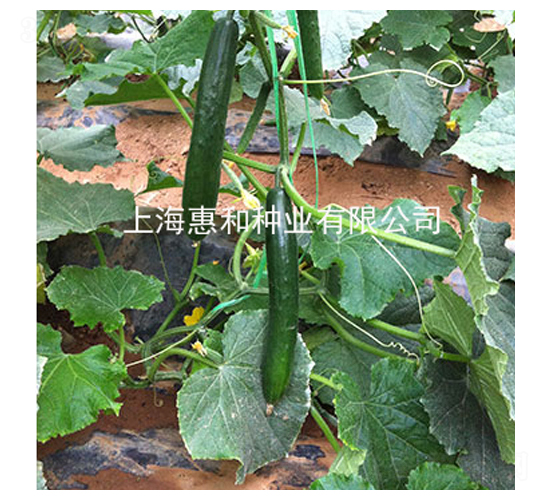 ����518-�S�ϷN��-�ݺͷN�I(y��)