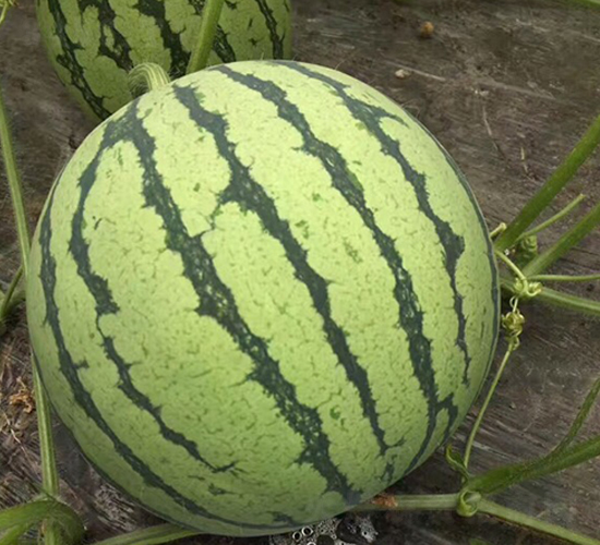 ���8424-���ϷN��-��(y��u)���r(n��ng)�I(y��)