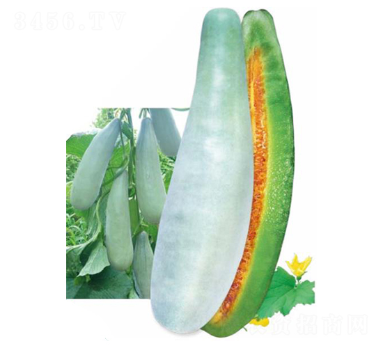 �����-��ϷN��-��(y��u)���r(n��ng)�I(y��)